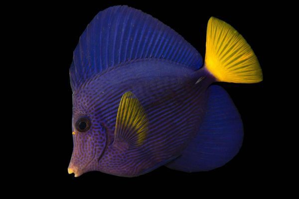 جراح ماهی دم زرد