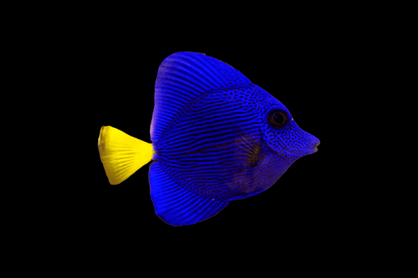 جراح ماهی دم زرد