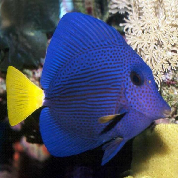 جراح ماهی دم زرد