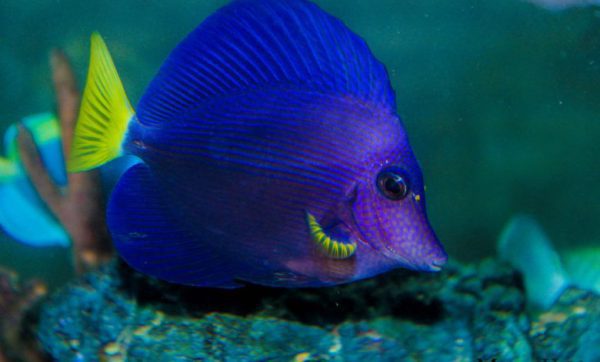 Purple Tang