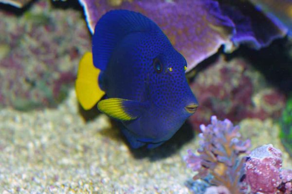 Purple Tang