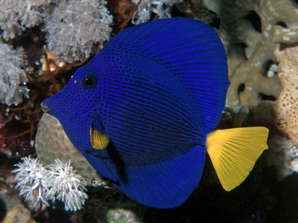 Purple Tang