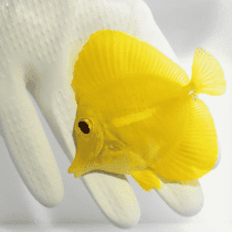 جراح ماهی زرد