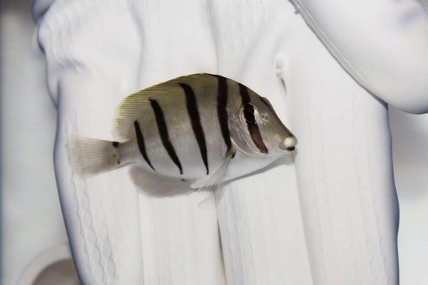 Convict Tang