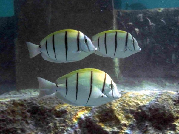 Convict Tang