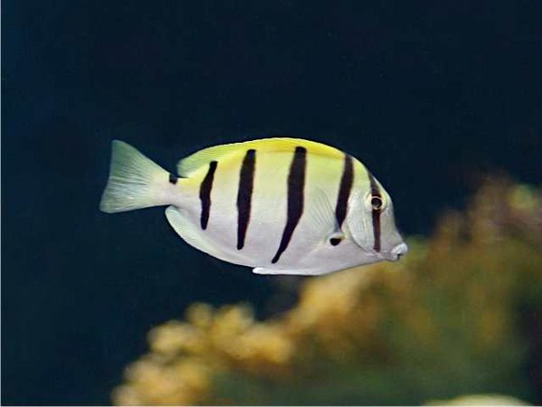 Convict Tang