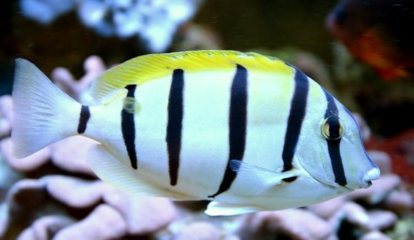 Convict Tang