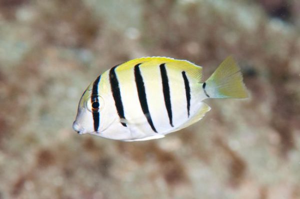 Convict Tang