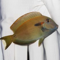 جراح ماهی شانه نارنجی