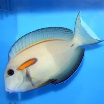 Orangeshoulder Tang