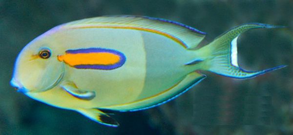 Orangeshoulder Tang