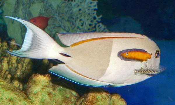 Orangeshoulder Tang