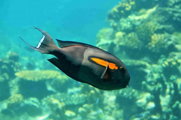Orangeshoulder Tang