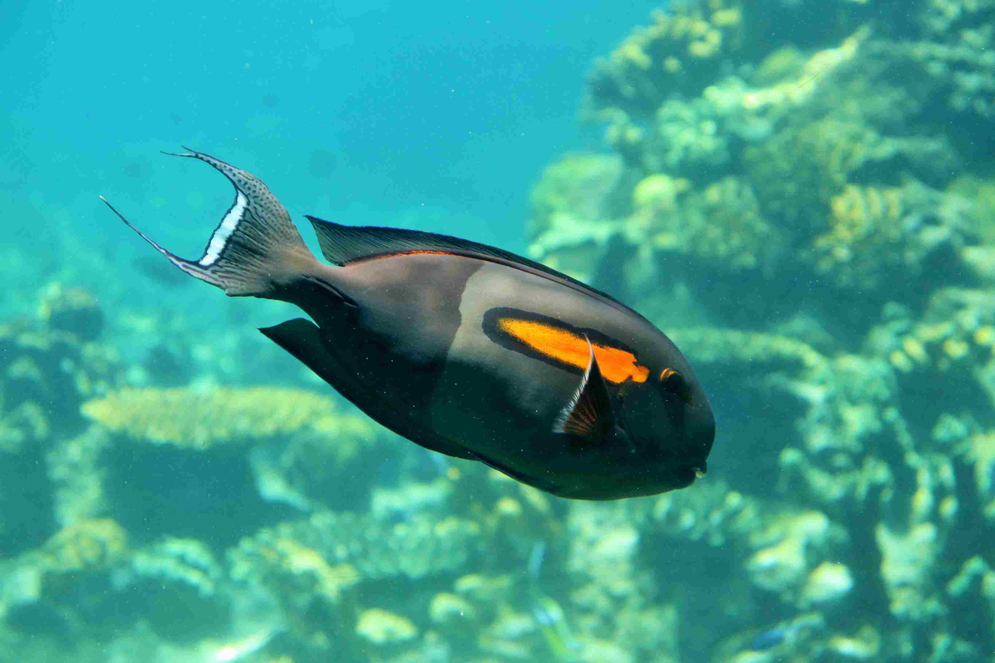 Orangeshoulder Tang