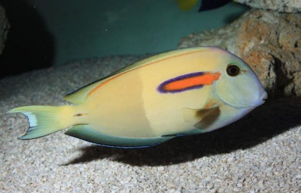 Orangeshoulder Tang