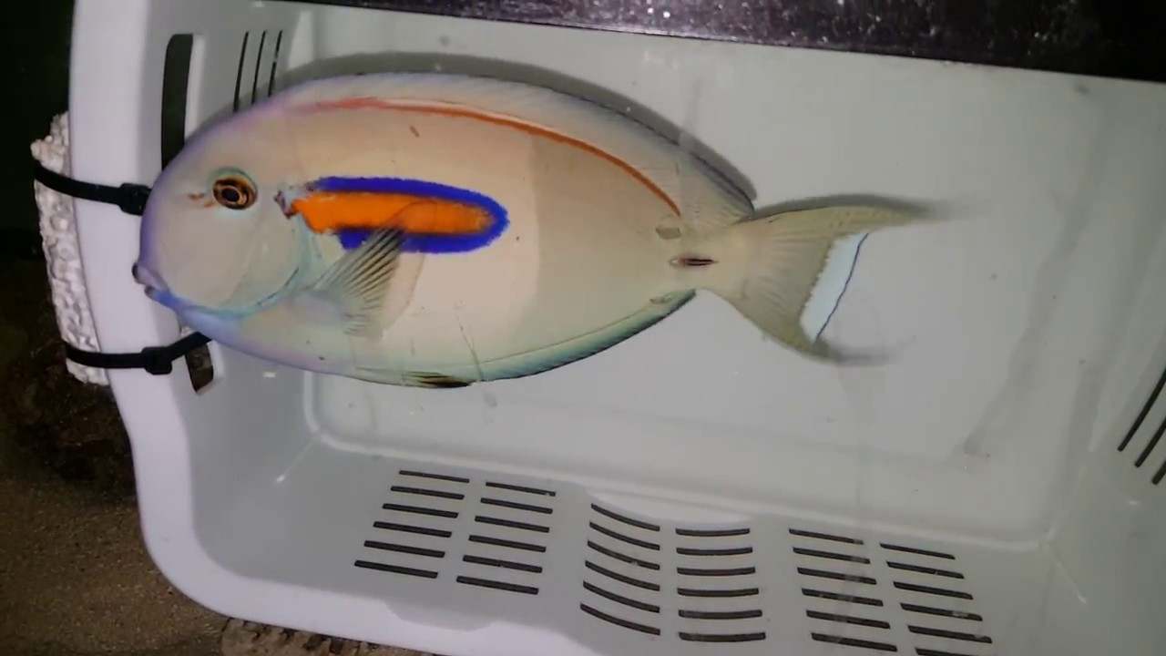 جراح ماهی شانه نارنجی بالغ