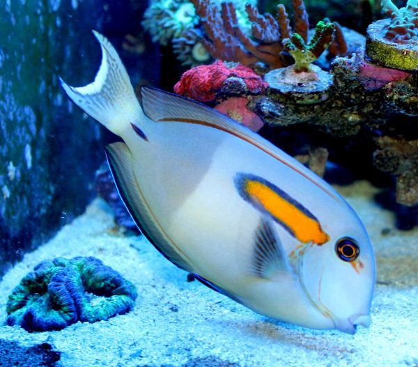 جراح ماهی شانه نارنجی