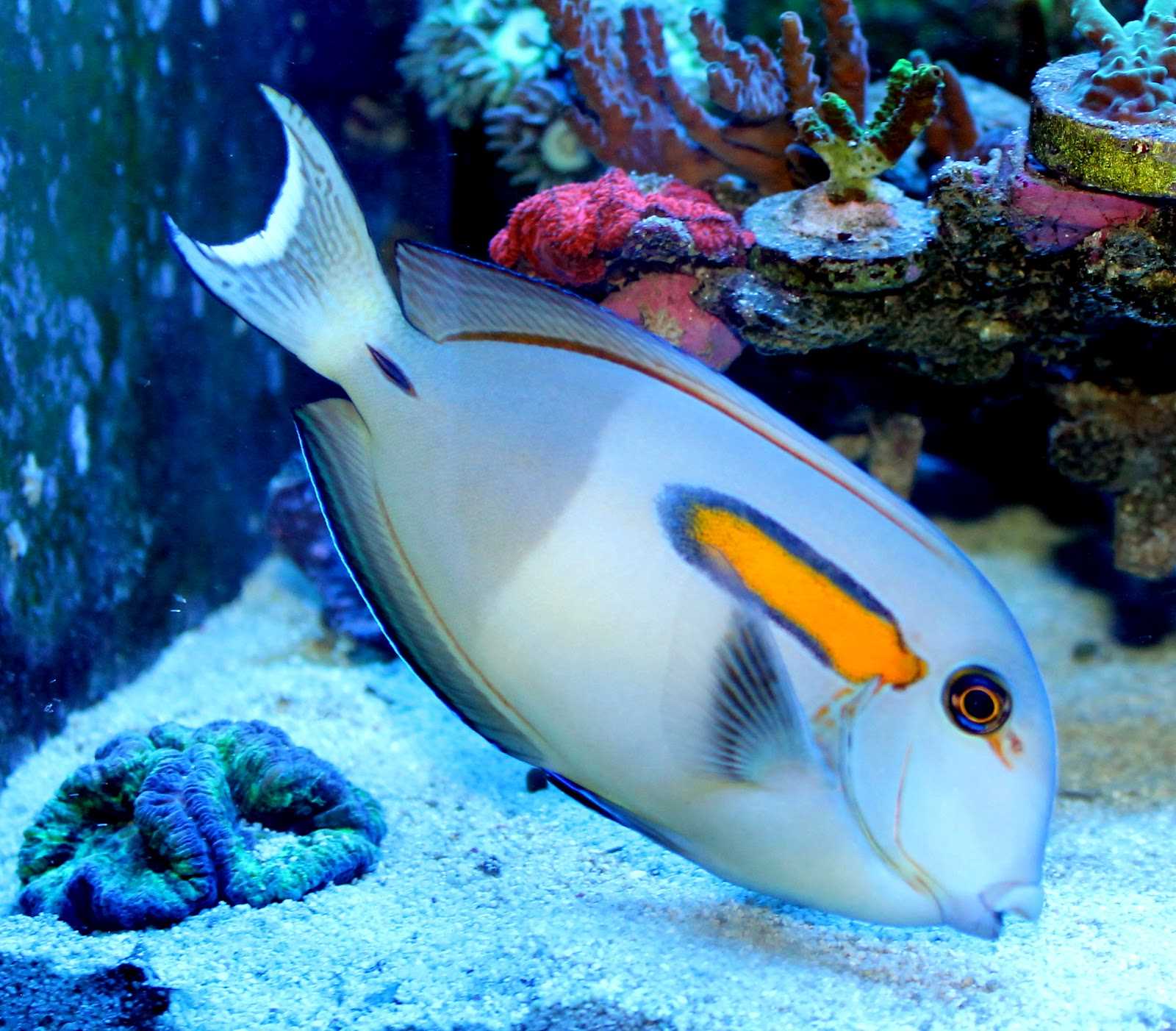 جراح ماهی شانه نارنجی