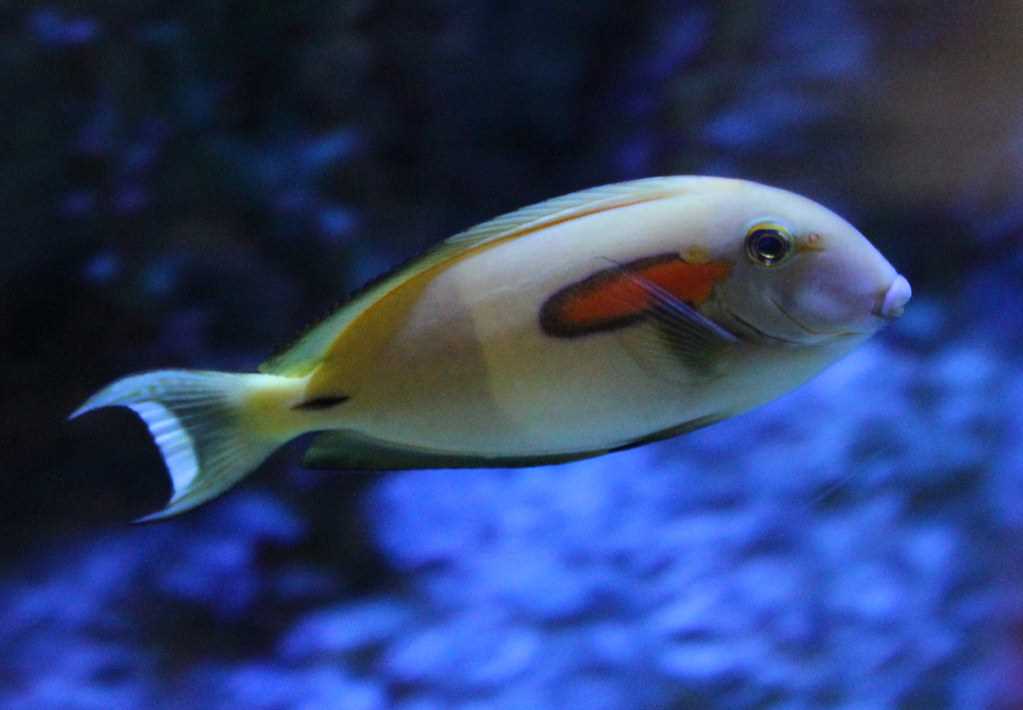 جراح ماهی شانه نارنجی