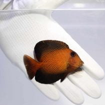 جراح ماهی شورون