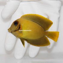 Mimic Lemon Peel Tang