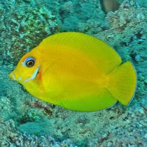 جراح ماهی شکلاتی