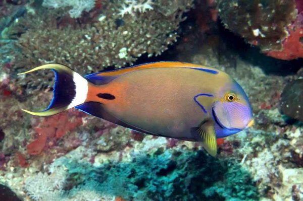 جراح ماهی فاولری