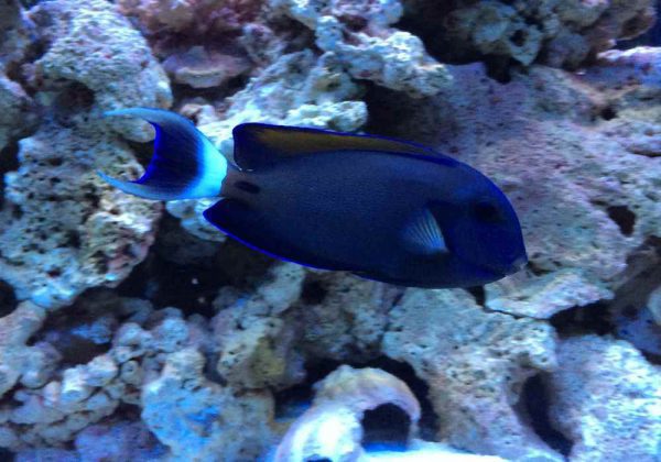 جراح ماهی فاولری