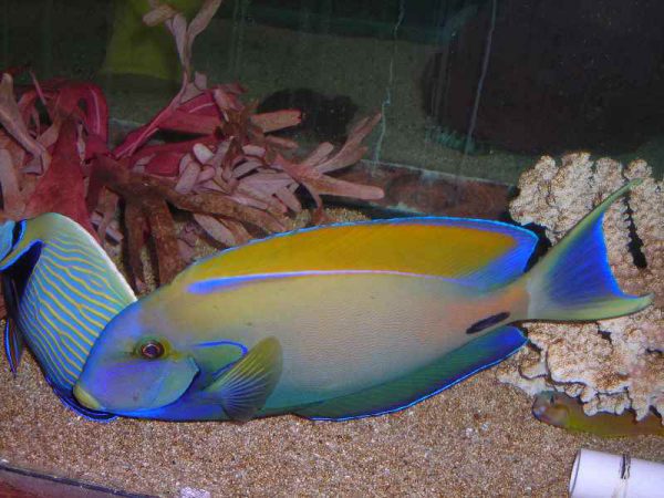 جراح ماهی فاولری