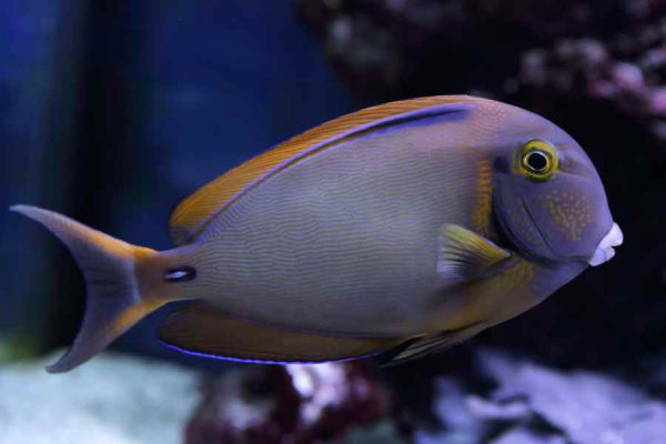 جراح ماهی فاولری