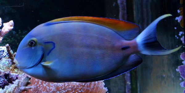 جراح ماهی فاولری