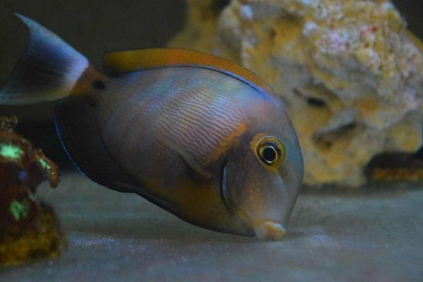 جراح ماهی فاولری