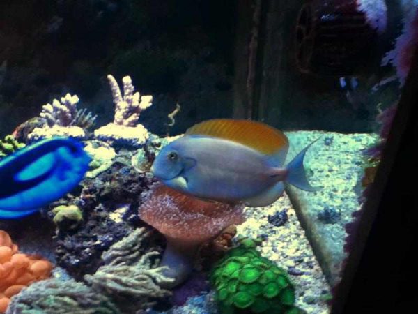 جراح ماهی فاولری