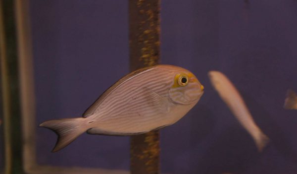 جراح ماهی ماتا