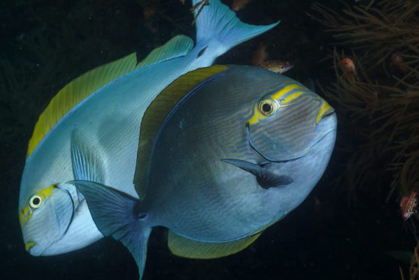 جراح ماهی ماتا