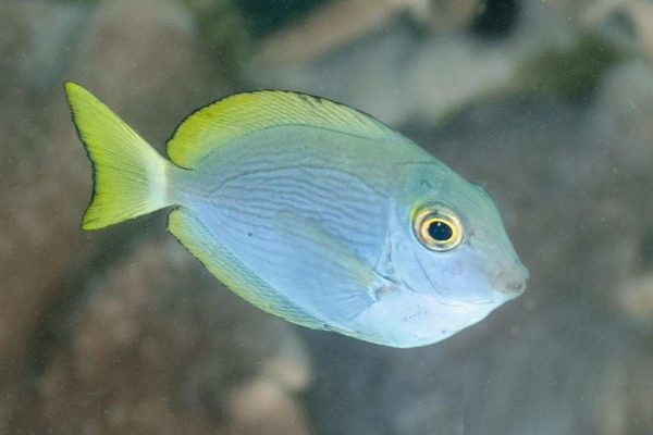 جراح ماهی ماتا