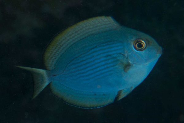 جراح ماهی ماتا