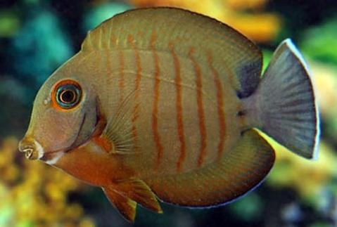 جراح ماهی مقلد