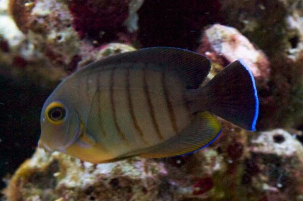 جراح ماهی مقلد