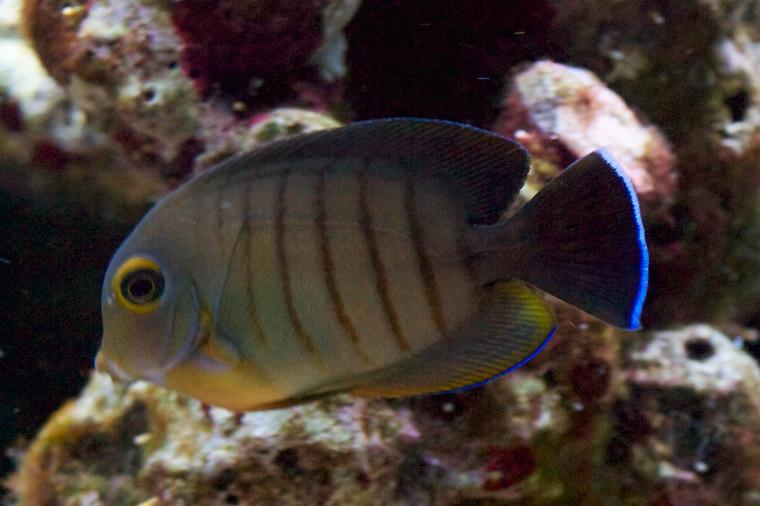 جراح ماهی مقلد