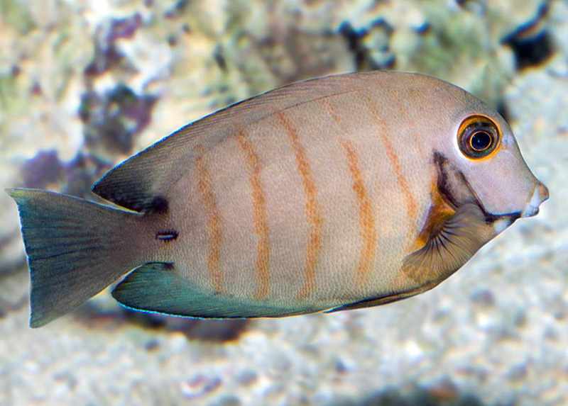 جراح ماهی مقلد