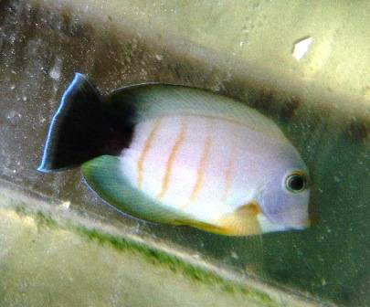 جراح ماهی مقلد