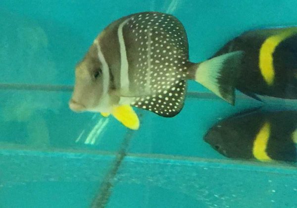 جراح ماهی موستارت