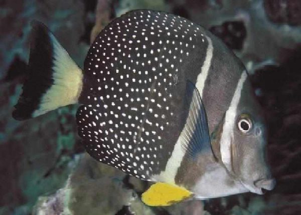 Mustard Guttatus Tang