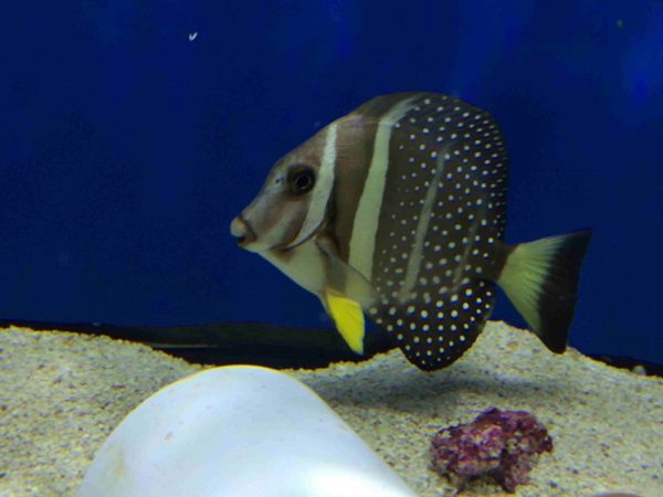 Mustard Guttatus Tang