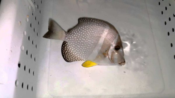 Mustard Guttatus Tang