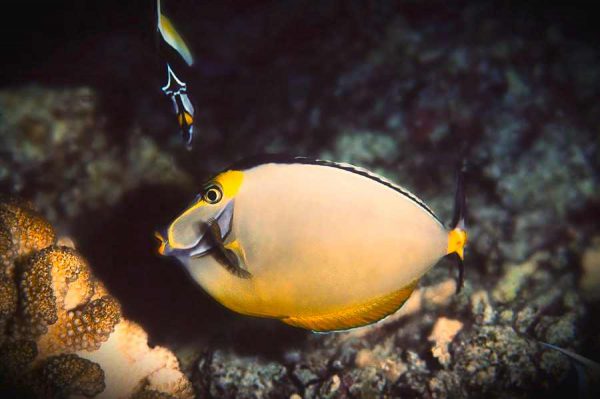 جراح ماهی ناسو