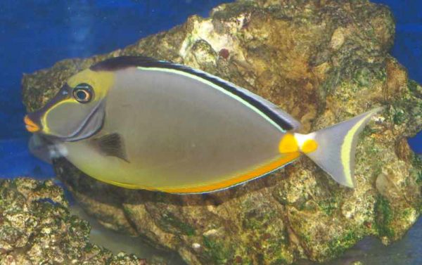Naso Tang