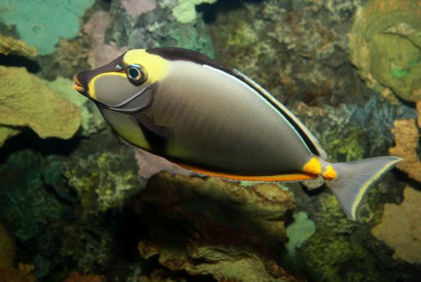 Naso Tang