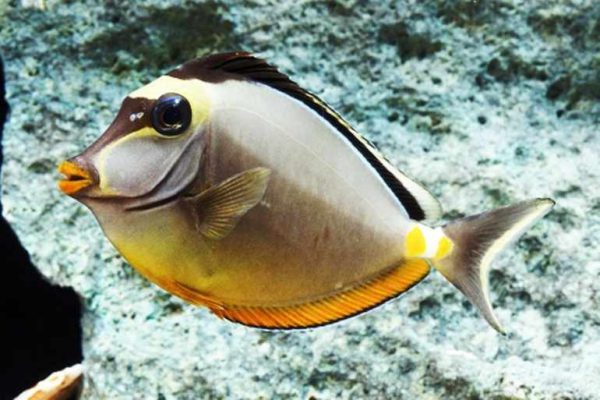 Naso Tang